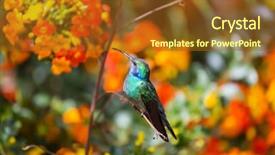  Presentation with costa rica - Presentation having colorful hummingbird in costa rica background and a tawny brown colored foreground