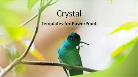  Presentation with costa rica - PPT theme consisting of colorful hummingbird in costa rica background and a soft green colored foreground