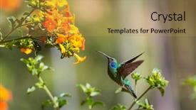  Presentation with costa rica - Beautiful presentation design featuring colorful hummingbird in costa rica backdrop and a yellow colored foreground