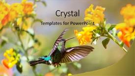  Presentation with costa rica - Beautiful presentation featuring colorful hummingbird in costa rica backdrop and a yellow colored foreground