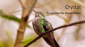  Presentation with costa rica - Presentation theme enhanced with colorful hummingbird in costa rica background and a coral colored foreground