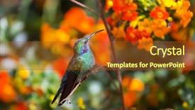  Presentation with costa rica - Presentation theme enhanced with colorful hummingbird in costa rica background and a tawny brown colored foreground