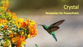  Presentation with central america - Presentation design enhanced with colorful hummingbird in costa rica background and a tawny brown colored foreground