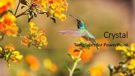  Presentation with costa rica - PPT theme enhanced with colorful hummingbird in costa rica background and a gold colored foreground
