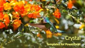  Presentation with costa rica - Beautiful presentation theme featuring colorful hummingbird in costa rica backdrop and a tawny brown colored foreground