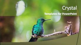 Presentation with central america - Beautiful presentation theme featuring colorful hummingbird in costa rica backdrop and a tawny brown colored foreground