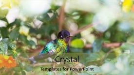  Presentation with costa rica - Presentation theme enhanced with colorful hummingbird in costa rica background and a yellow colored foreground