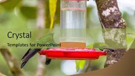  Presentation with costa rica - Presentation having colorful hummingbird in costa rica background and a yellow colored foreground