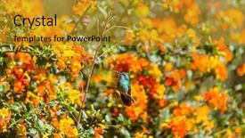  Presentation with costa rica - Amazing presentation theme having colorful hummingbird in costa rica backdrop and a gold colored foreground