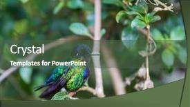  Presentation with costa rica - Theme enhanced with colorful hummingbird in costa rica background and a ocean colored foreground