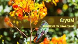  Presentation with costa rica - Beautiful PPT layouts featuring colorful hummingbird in costa rica backdrop and a tawny brown colored foreground
