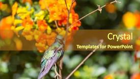  Presentation with costa rica - Audience pleasing presentation theme consisting of colorful hummingbird in costa rica backdrop and a tawny brown colored foreground