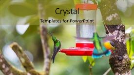  Presentation with costa rica - Beautiful presentation theme featuring colorful hummingbird in costa rica backdrop and a gold colored foreground