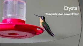  Presentation with costa rica - Audience pleasing presentation theme consisting of colorful hummingbird in costa rica backdrop and a gray colored foreground