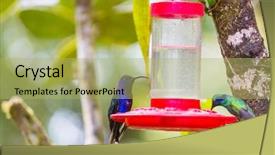  Presentation with costa rica - Colorful PPT theme enhanced with colorful hummingbird in costa rica backdrop and a yellow colored foreground