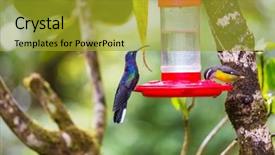  Presentation with costa rica - Audience pleasing slide deck consisting of colorful hummingbird in costa rica backdrop and a gold colored foreground