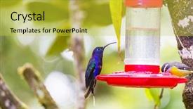  Presentation with costa rica - Cool new PPT layouts with colorful hummingbird in costa rica backdrop and a yellow colored foreground