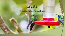  Presentation with costa rica - Slide deck enhanced with colorful hummingbird in costa rica background and a gold colored foreground