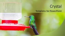  Presentation with costa rica - Colorful presentation design enhanced with colorful hummingbird in costa rica backdrop and a yellow colored foreground