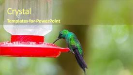  Presentation with costa rica - Beautiful presentation theme featuring colorful hummingbird in costa rica backdrop and a tawny brown colored foreground