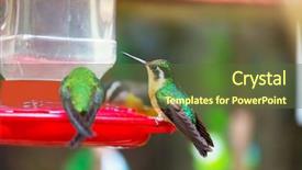  Presentation with costa rica - Cool new slides with colorful hummingbird in costa rica backdrop and a tawny brown colored foreground