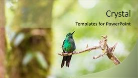  Presentation with costa rica - Slides having colorful hummingbird in costa rica background and a yellow colored foreground