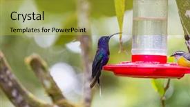  Presentation with costa rica - Beautiful PPT layouts featuring colorful hummingbird in costa rica backdrop and a gold colored foreground