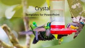  Presentation with costa rica - Colorful slide deck enhanced with colorful hummingbird in costa rica backdrop and a yellow colored foreground