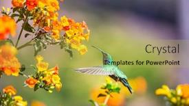  Presentation with costa rica - Amazing presentation having colorful-hummingbird-in-costa-rica backdrop and a yellow colored foreground