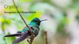  Presentation with costa rica - PPT theme consisting of colorful-hummingbird-in-costa-rica background and a mint green colored foreground