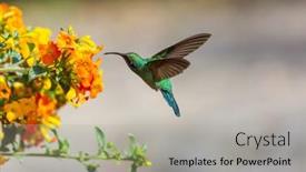 Presentation with costa rica - Beautiful theme featuring colorful-hummingbird-in-costa-rica backdrop and a light gray colored foreground