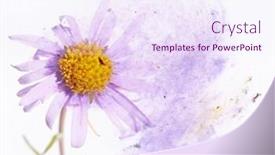  Presentation with element - Slides consisting of colorful illustration with floral elements useful design element background and a sky blue colored foreground