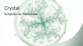  Presentation with jellyfish - Presentation theme featuring colorful invertebrate animals - cannonball jellyfish or cabbagehead jellyfish background and a sky blue colored foreground