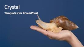  Presentation with snail - PPT layouts enhanced with colorful invertebrate animals - female hand with giant achatina background and a ocean colored foreground