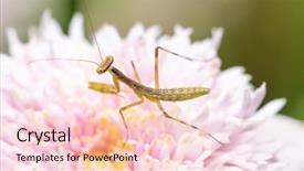  Presentation with invertebrate - Slide set having colorful invertebrate animals - macro shot of a young background and a lemonade colored foreground
