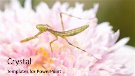  Presentation with invertebrate - Audience pleasing presentation design consisting of colorful invertebrate animals - macro shot of a young backdrop and a lemonade colored foreground