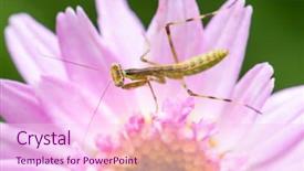  Presentation with invertebrate - Presentation having colorful invertebrate animals - macro shot of a young background and a pink colored foreground