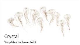  Presentation with invertebrate - Audience pleasing PPT theme consisting of colorful invertebrate animals - purple-striped jellyfish chrysaora colorata swimming backdrop and a white colored foreground