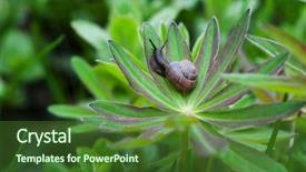  Presentation with green leaf - Presentation design having colorful invertebrate animals - snail in the garden crawling background and a tawny brown colored foreground