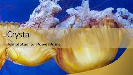  Presentation with blue yellow - Amazing PPT theme having colorful invertebrate animals - yellow unusual jellyfish on blue backdrop and a yellow colored foreground
