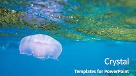  Presentation with jellyfish - Slides with colorful invertebrate animals - yellow unusual jellyfish on blue background and a teal colored foreground