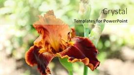  Presentation with iris - Audience pleasing presentation theme consisting of colorful-iris-bud-on-blurred backdrop and a soft green colored foreground