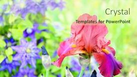  Presentation with flowery - Presentation theme having colorful-iris-bud-on-flowery background and a soft green colored foreground