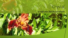  Presentation with iris - Slides with colorful-iris-buds-on-blurred background and a gold colored foreground