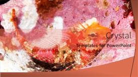  Presentation with california - Slide set consisting of colorful-island-kelpfish-found background and a coral colored foreground