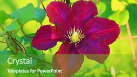  Presentation with japanese flowers - Cool new slides with colorful japanese clematis flowers backdrop and a tawny brown colored foreground