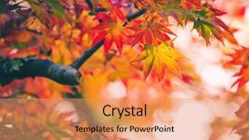  Presentation with maple leaves - PPT theme enhanced with colorful japanese maple acer palmatum background and a coral colored foreground