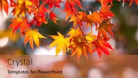  Presentation with maple leaves - Amazing presentation design having colorful japanese maple acer palmatum backdrop and a red colored foreground