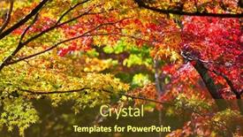  Presentation with maple leaves - PPT theme consisting of colorful-japanese-maple-acer-palmatum background and a tawny brown colored foreground