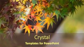  Presentation with kyoto - Colorful PPT theme enhanced with colorful-japanese-maple-acer-palmatum backdrop and a tawny brown colored foreground